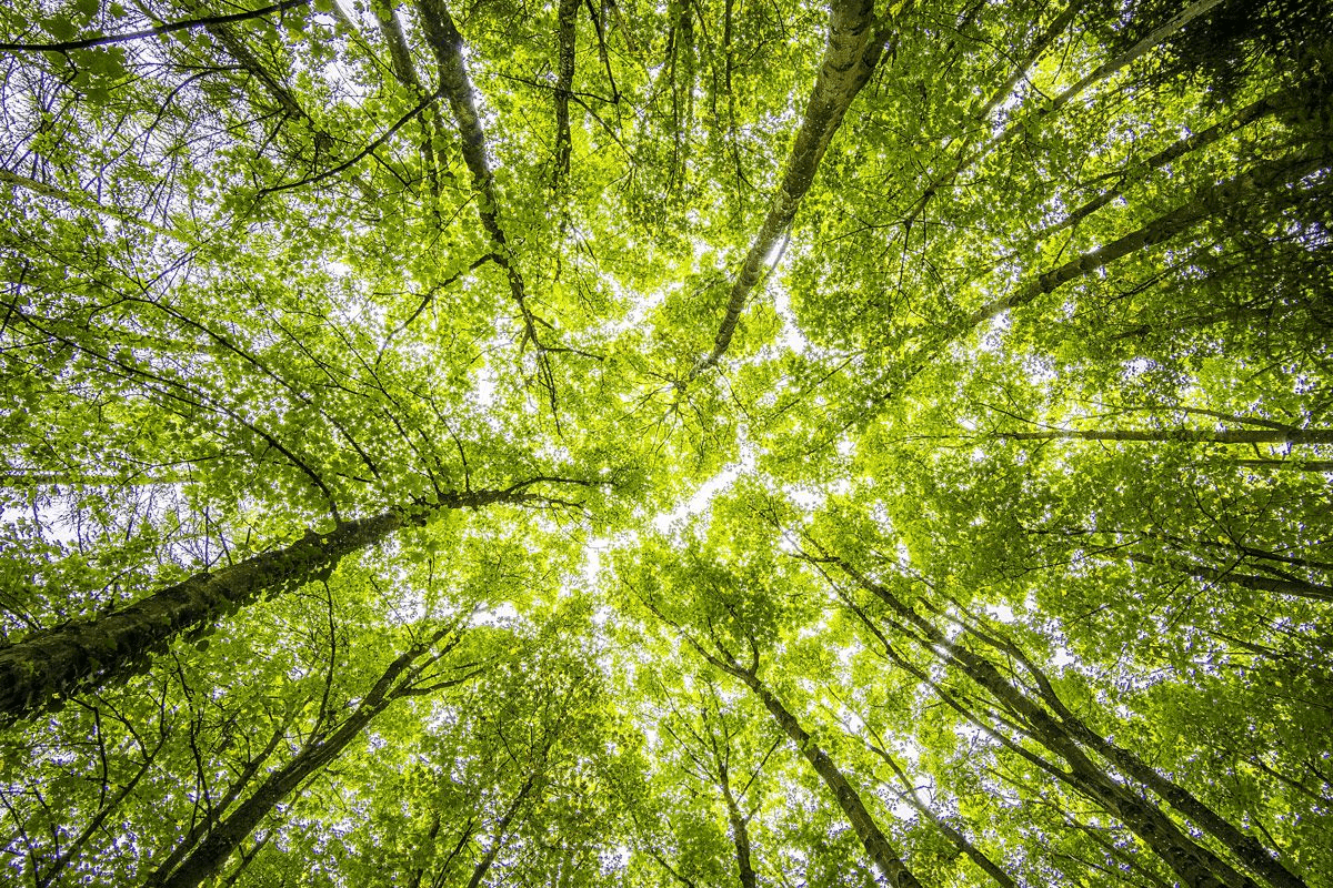 Looking up at lush green forest canopy.