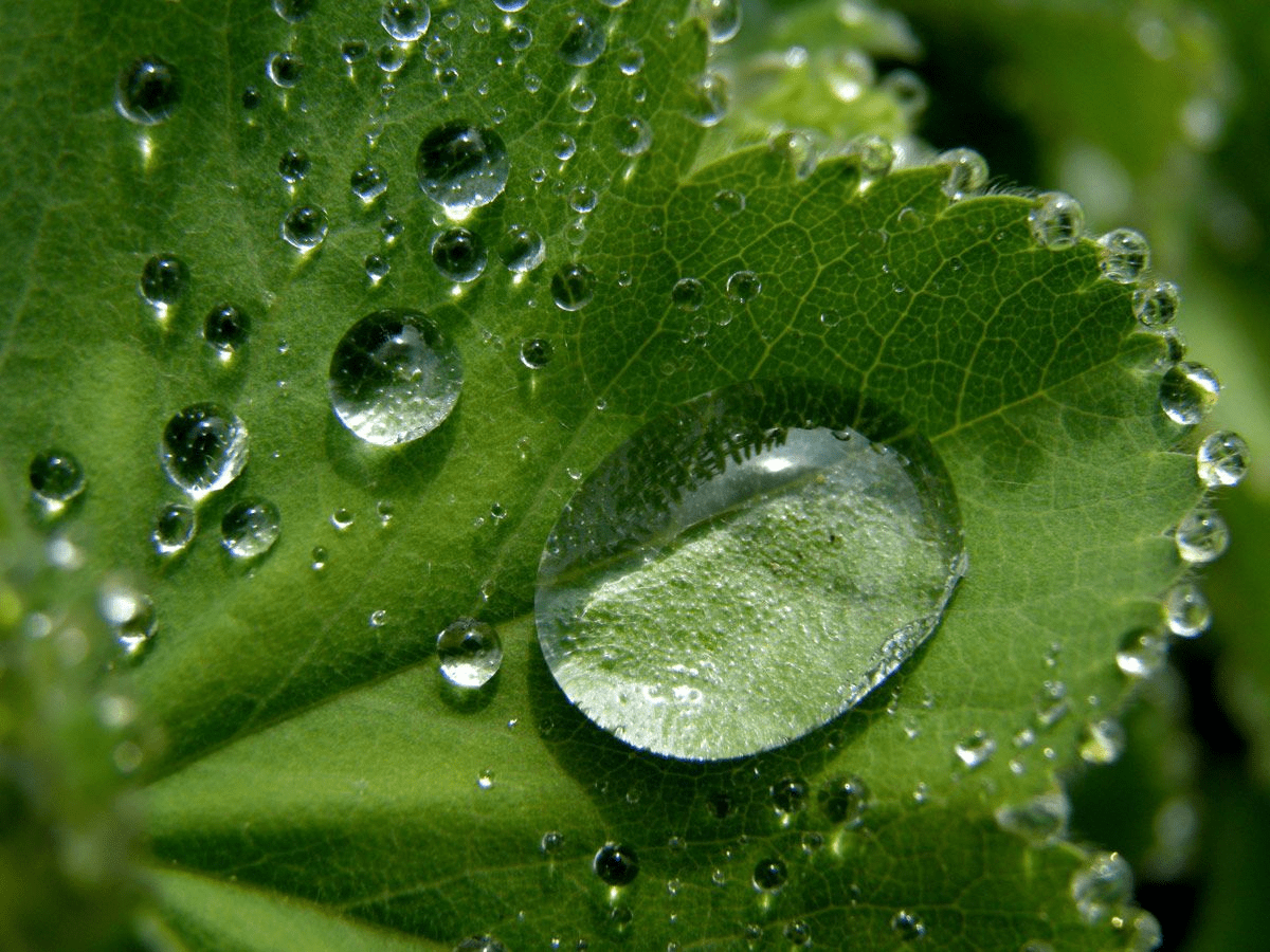 Water droplets on green plant leaves.