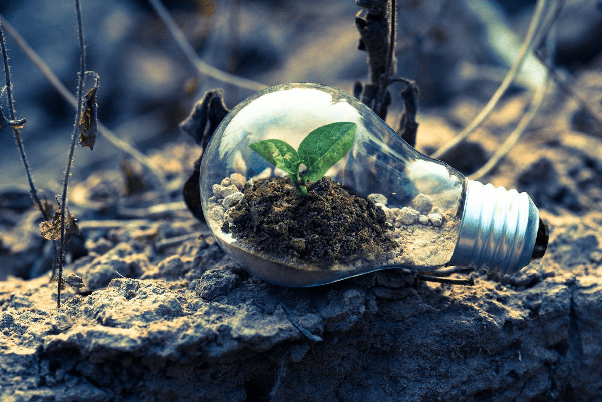 Plant growing inside a light bulb.